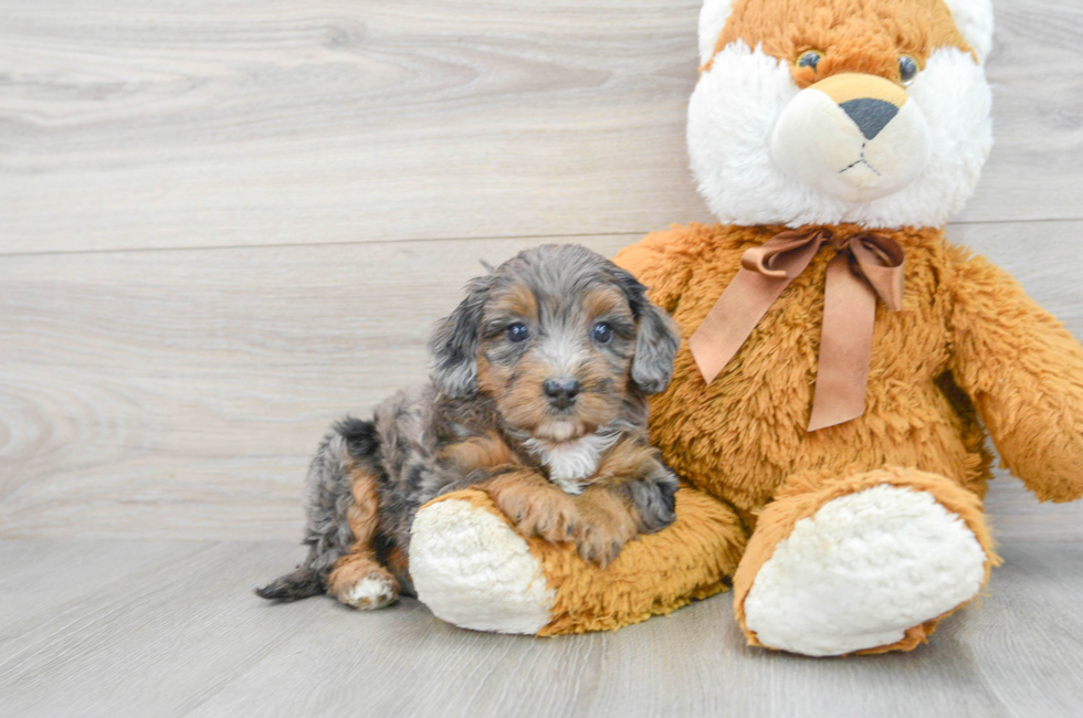 6 week old Mini Bernedoodle Puppy For Sale - Lone Star Pups