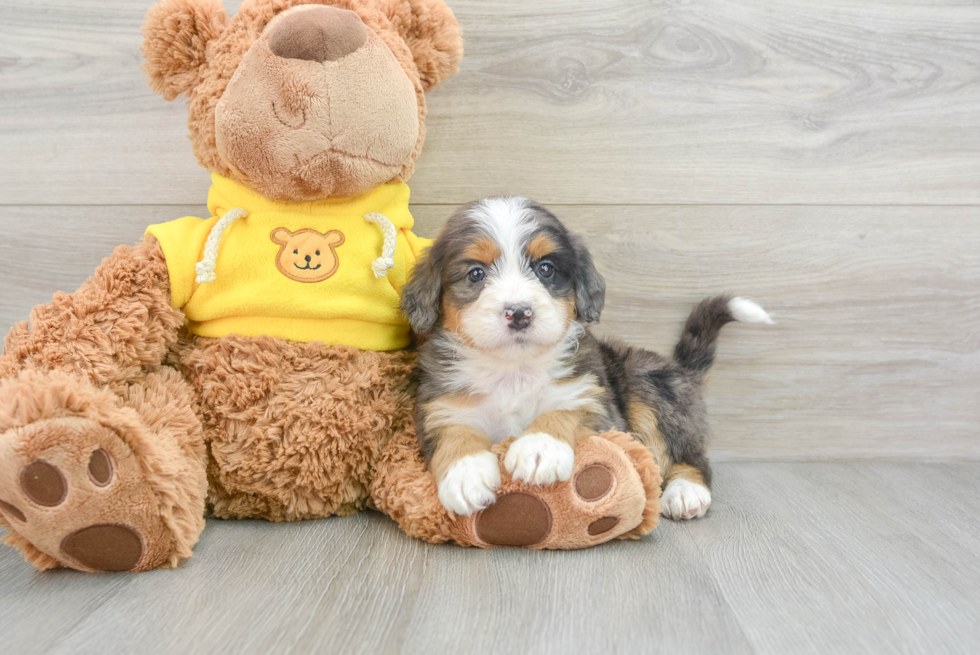 Small Mini Bernedoodle Baby