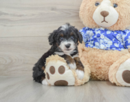 8 week old Mini Bernedoodle Puppy For Sale - Lone Star Pups