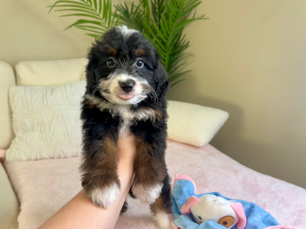 Cute Mini Bernedoodle Poodle Mix Pup