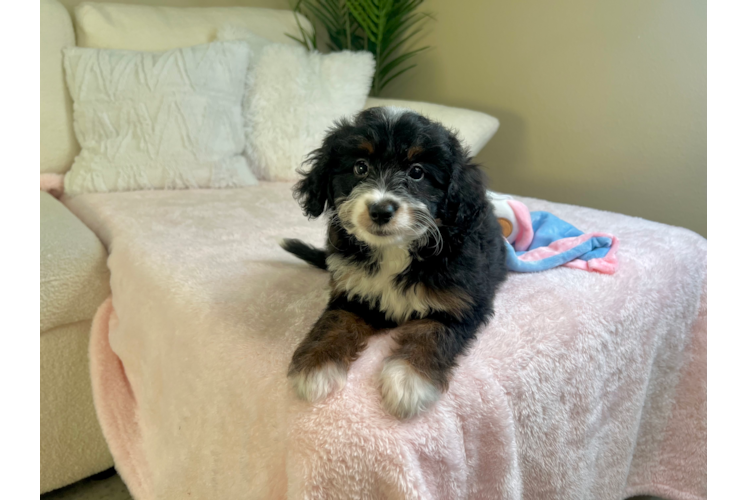 Best Mini Bernedoodle Baby