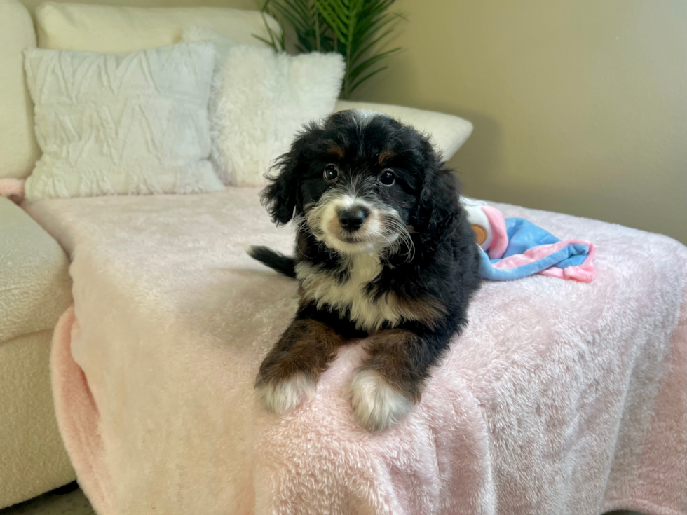 Best Mini Bernedoodle Baby