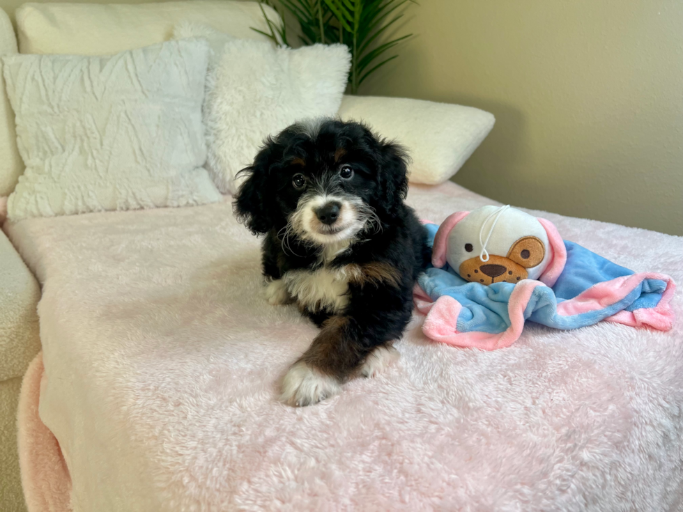 Cute Mini Bernedoodle Poodle Mix Pup