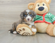 5 week old Mini Bernedoodle Puppy For Sale - Lone Star Pups