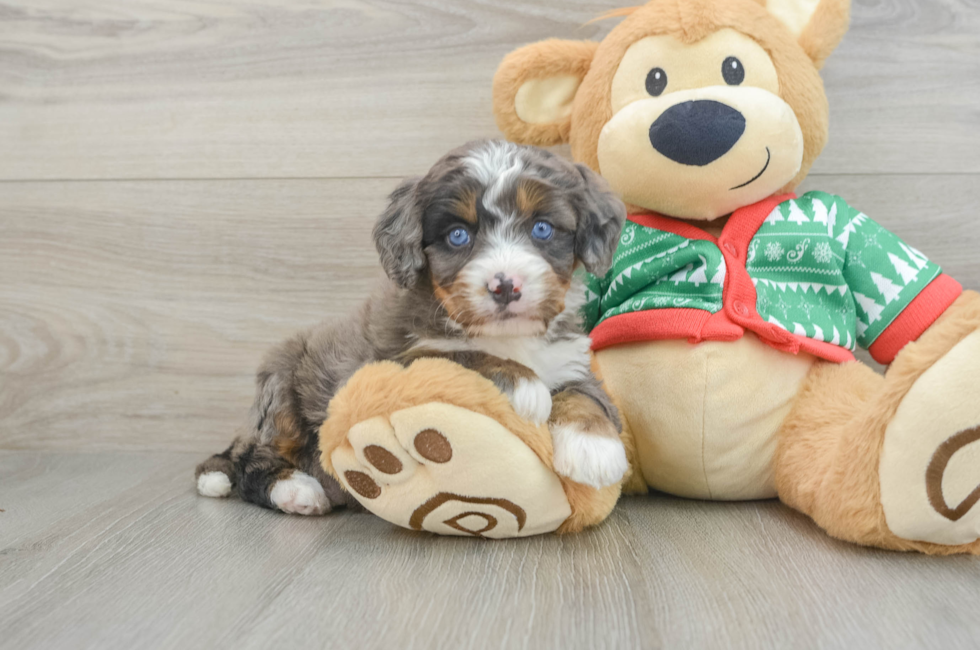 5 week old Mini Bernedoodle Puppy For Sale - Lone Star Pups