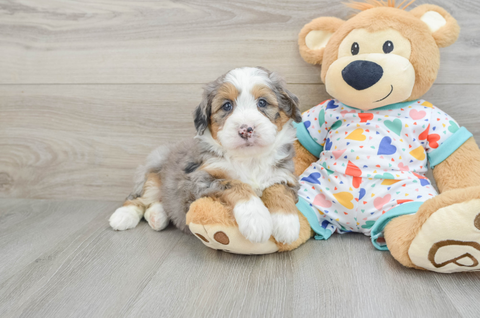 6 week old Mini Bernedoodle Puppy For Sale - Lone Star Pups