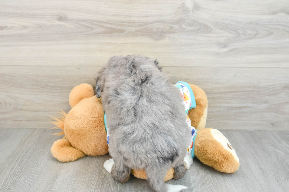 Funny Mini Bernedoodle Poodle Mix Pup