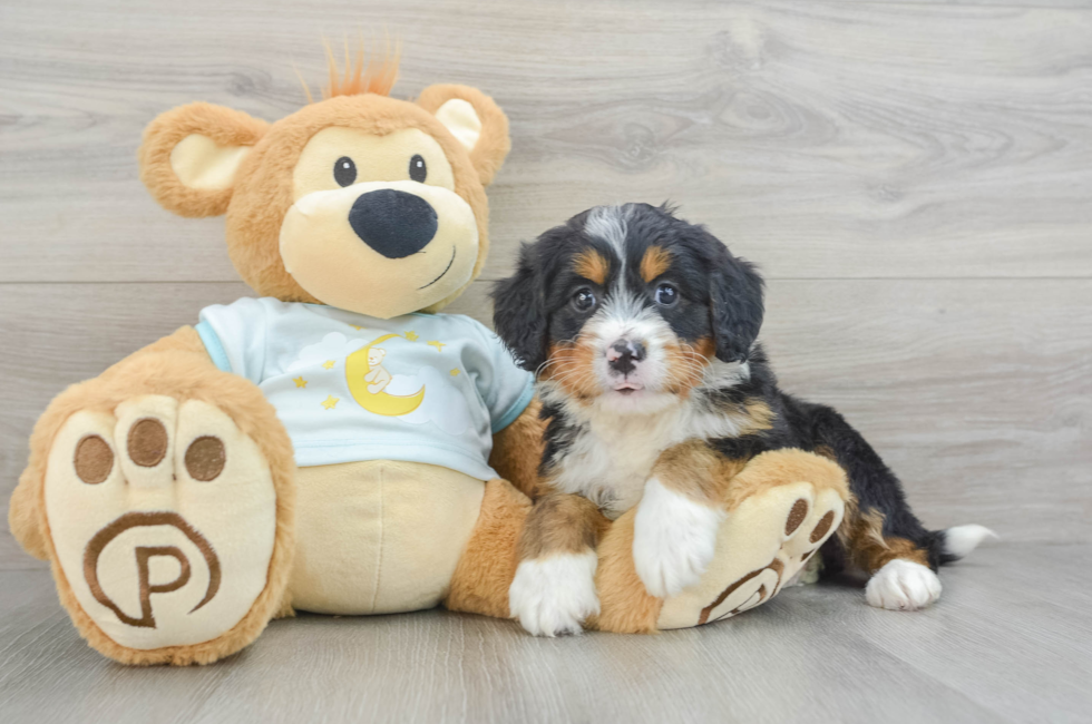 6 week old Mini Bernedoodle Puppy For Sale - Lone Star Pups