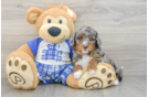 Fluffy Mini Bernedoodle Poodle Mix Pup