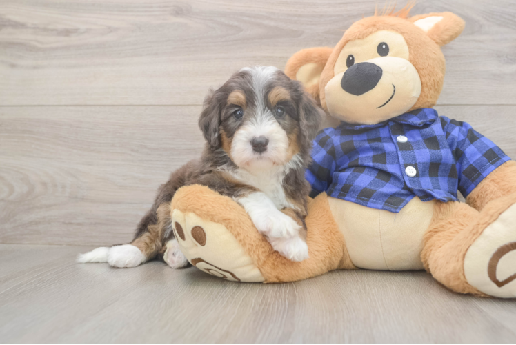 Meet Dream - our Mini Bernedoodle Puppy Photo  1/3 - Lone Star Pups Best Mini Bernedoodle Baby