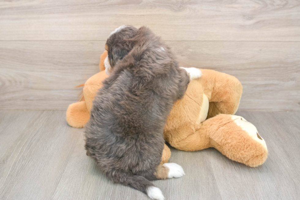 Meet Dream - our Mini Bernedoodle Puppy Photo  3/3 - Lone Star Pups Funny Mini Bernedoodle Poodle Mix Pup