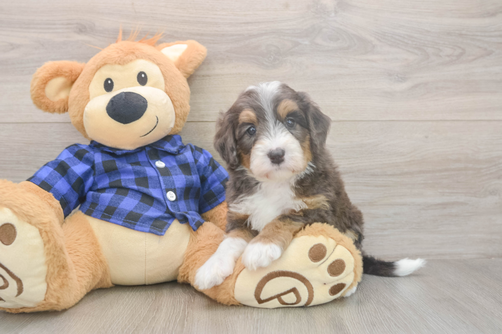 Meet Dream - our Mini Bernedoodle Puppy Photo  2/3 - Lone Star Pups Friendly Mini Bernedoodle Baby