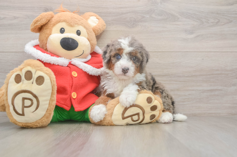 5 week old Mini Bernedoodle Puppy For Sale - Lone Star Pups