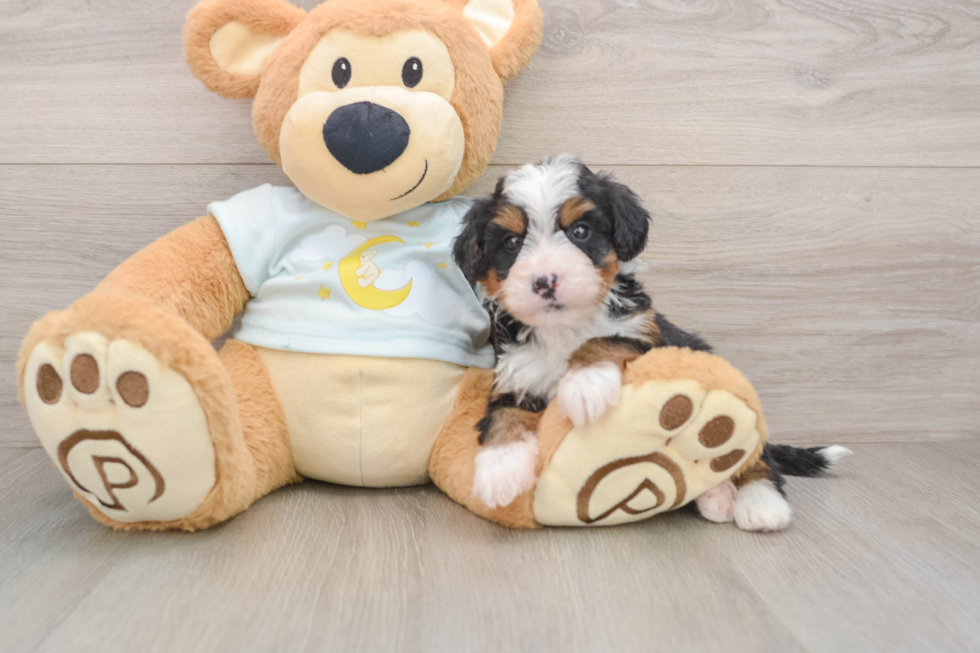 Mini Bernedoodle Puppy for Adoption