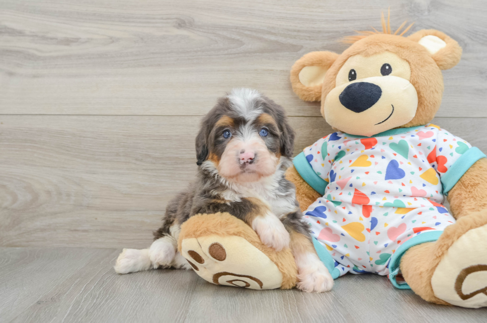 6 week old Mini Bernedoodle Puppy For Sale - Lone Star Pups