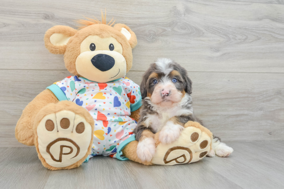 Best Mini Bernedoodle Baby