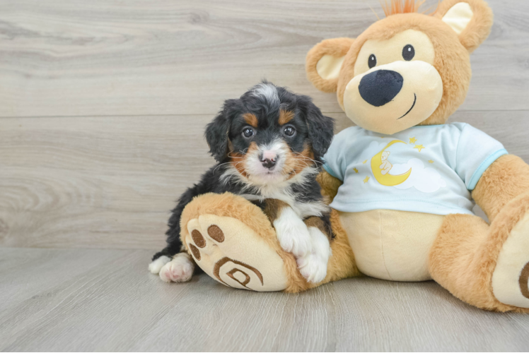 Happy Mini Bernedoodle Baby