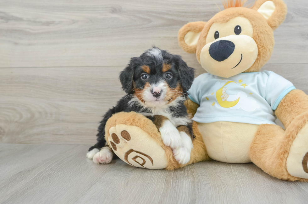 6 week old Mini Bernedoodle Puppy For Sale - Lone Star Pups