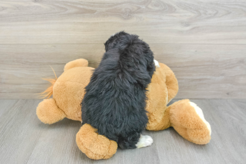 Best Mini Bernedoodle Baby