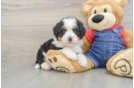 Best Mini Bernedoodle Baby