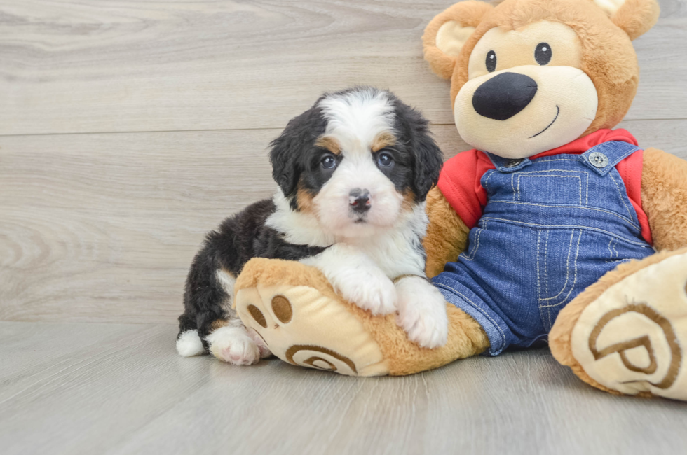 5 week old Mini Bernedoodle Puppy For Sale - Lone Star Pups
