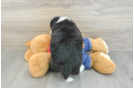 Funny Mini Bernedoodle Poodle Mix Pup