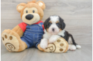 Best Mini Bernedoodle Baby