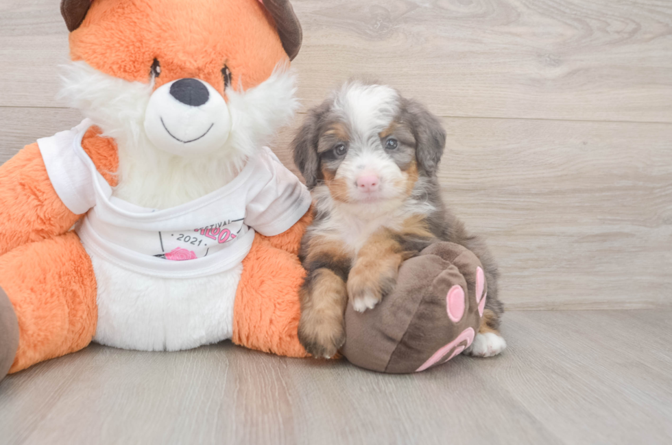 5 week old Mini Bernedoodle Puppy For Sale - Lone Star Pups