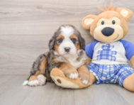 6 week old Mini Bernedoodle Puppy For Sale - Lone Star Pups
