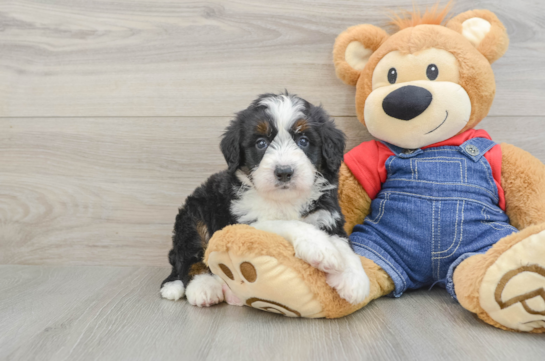 Best Mini Bernedoodle Baby