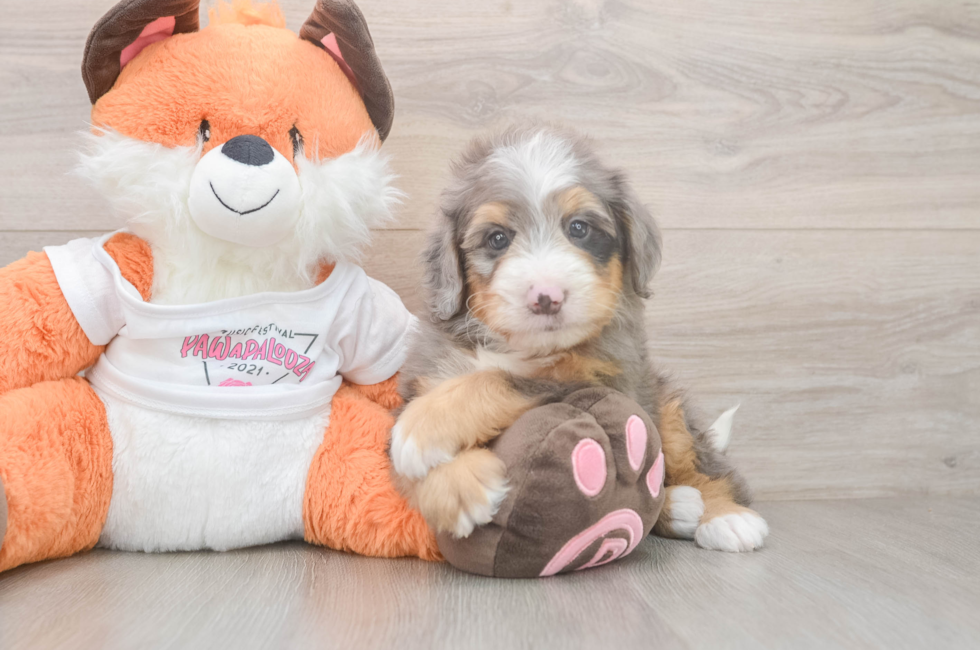 5 week old Mini Bernedoodle Puppy For Sale - Lone Star Pups