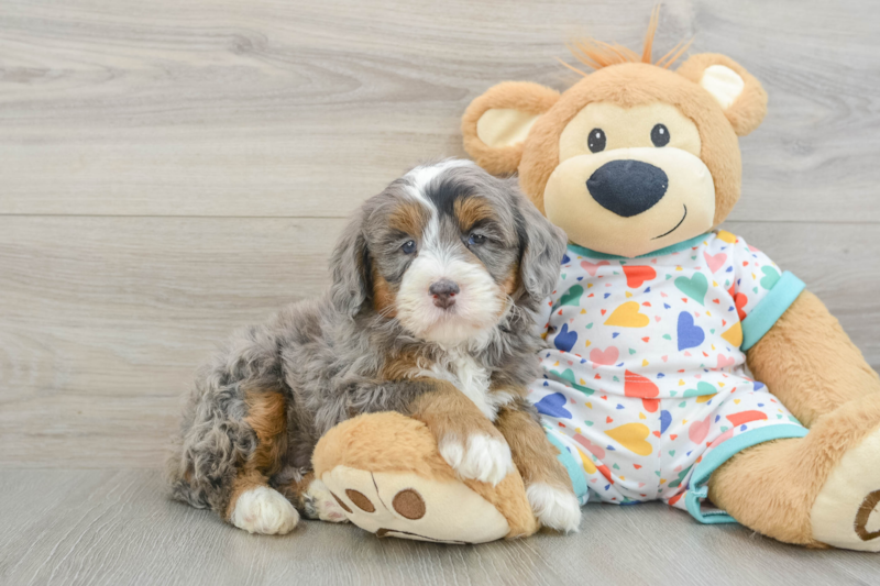 Meet Eeyore - our Mini Bernedoodle Puppy Photo 1/3 - Lone Star Pups
