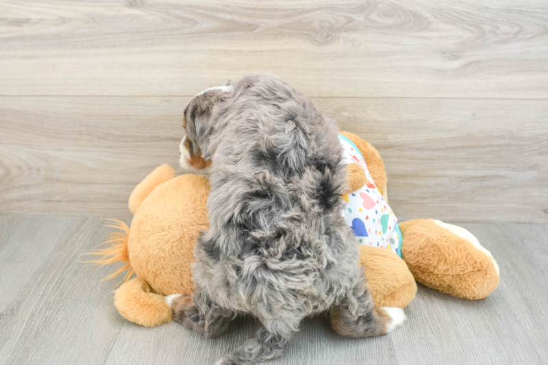 Meet Eeyore - our Mini Bernedoodle Puppy Photo 2/3 - Lone Star Pups