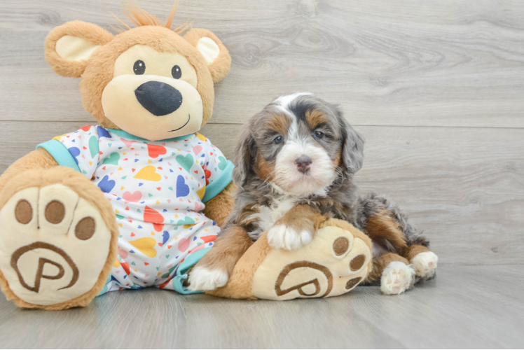Cute Mini Bernedoodle Baby