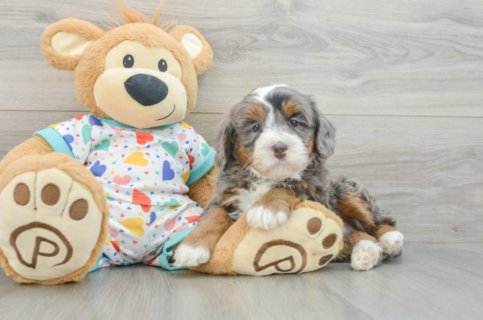 5 week old Mini Bernedoodle Puppy For Sale - Lone Star Pups
