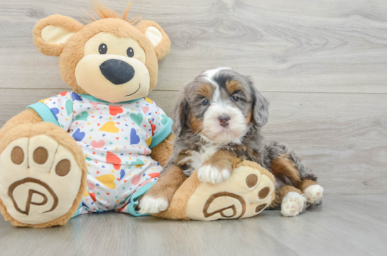 Cute Mini Bernedoodle Baby