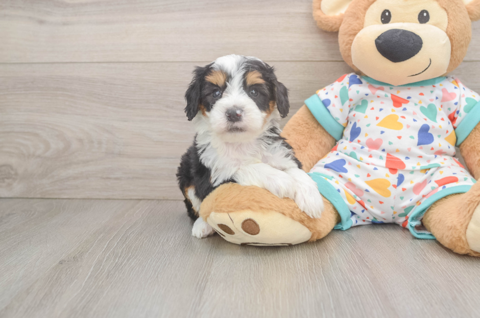 5 week old Mini Bernedoodle Puppy For Sale - Lone Star Pups