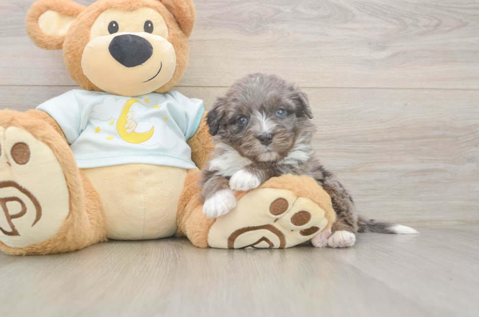 5 week old Mini Bernedoodle Puppy For Sale - Lone Star Pups