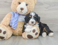 7 week old Mini Bernedoodle Puppy For Sale - Lone Star Pups