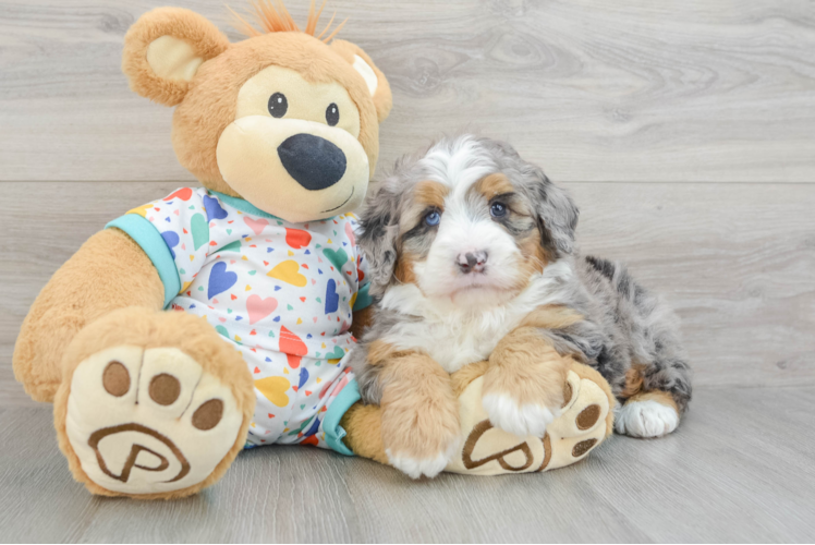 Mini Bernedoodle Pup Being Cute