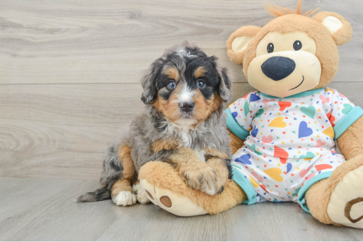 Mini Bernedoodle Pup Being Cute