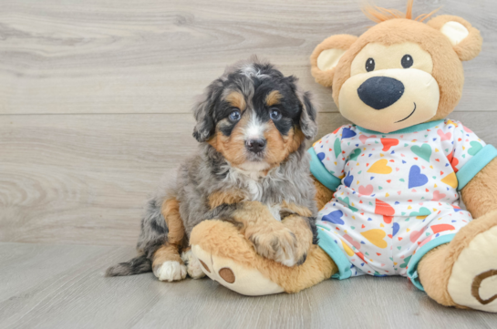 Mini Bernedoodle Pup Being Cute