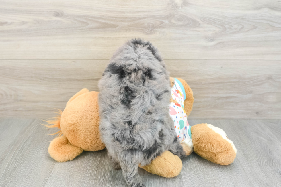 Mini Bernedoodle Pup Being Cute