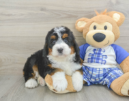 5 week old Mini Bernedoodle Puppy For Sale - Lone Star Pups