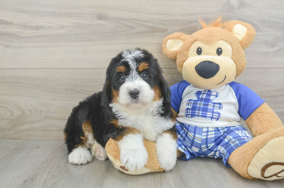 5 week old Mini Bernedoodle Puppy For Sale - Lone Star Pups