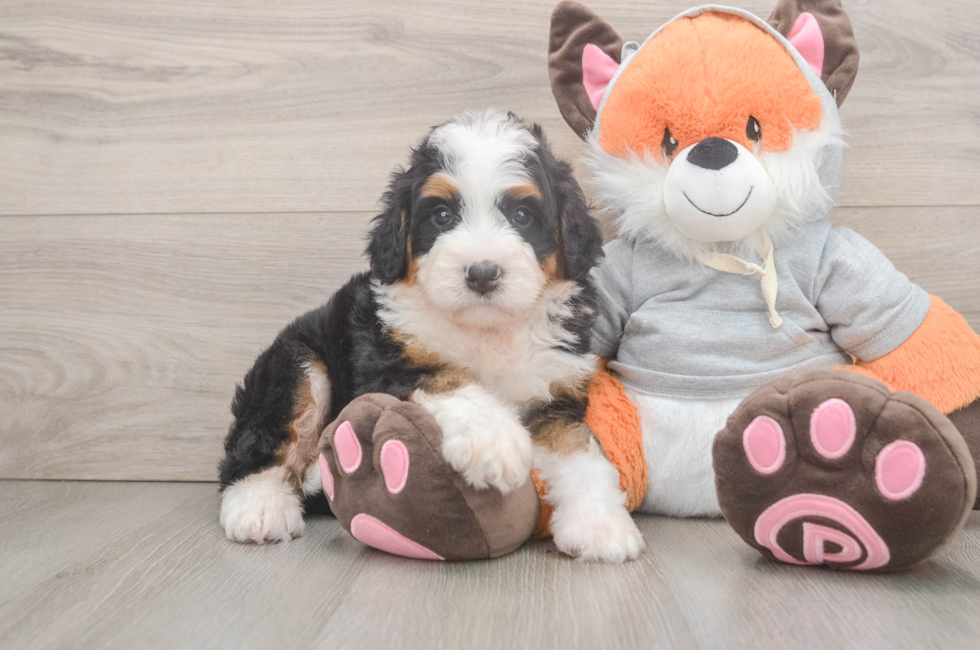 5 week old Mini Bernedoodle Puppy For Sale - Lone Star Pups