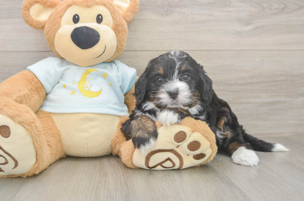 5 week old Mini Bernedoodle Puppy For Sale - Lone Star Pups