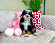 9 week old Mini Bernedoodle Puppy For Sale - Lone Star Pups