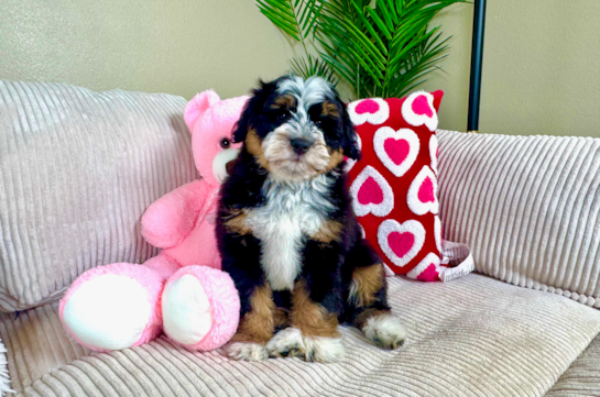 Mini Bernedoodle Pup Being Cute