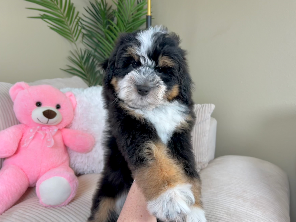 Mini Bernedoodle Puppy for Adoption